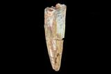 Fossil Phytosaur (Machaeroprosopus) Tooth - New Mexico #133292-1